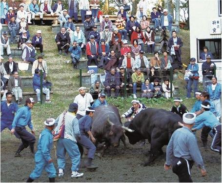 千年の伝統 山上に繰り広げられる牛の角突き