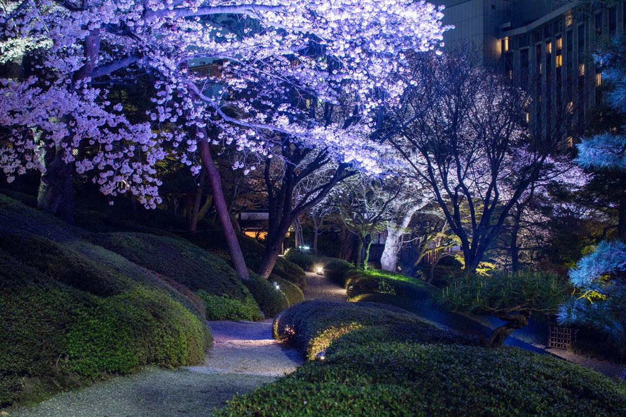 美しい日本 春を彩る桜「東京お花見」プレミアム!